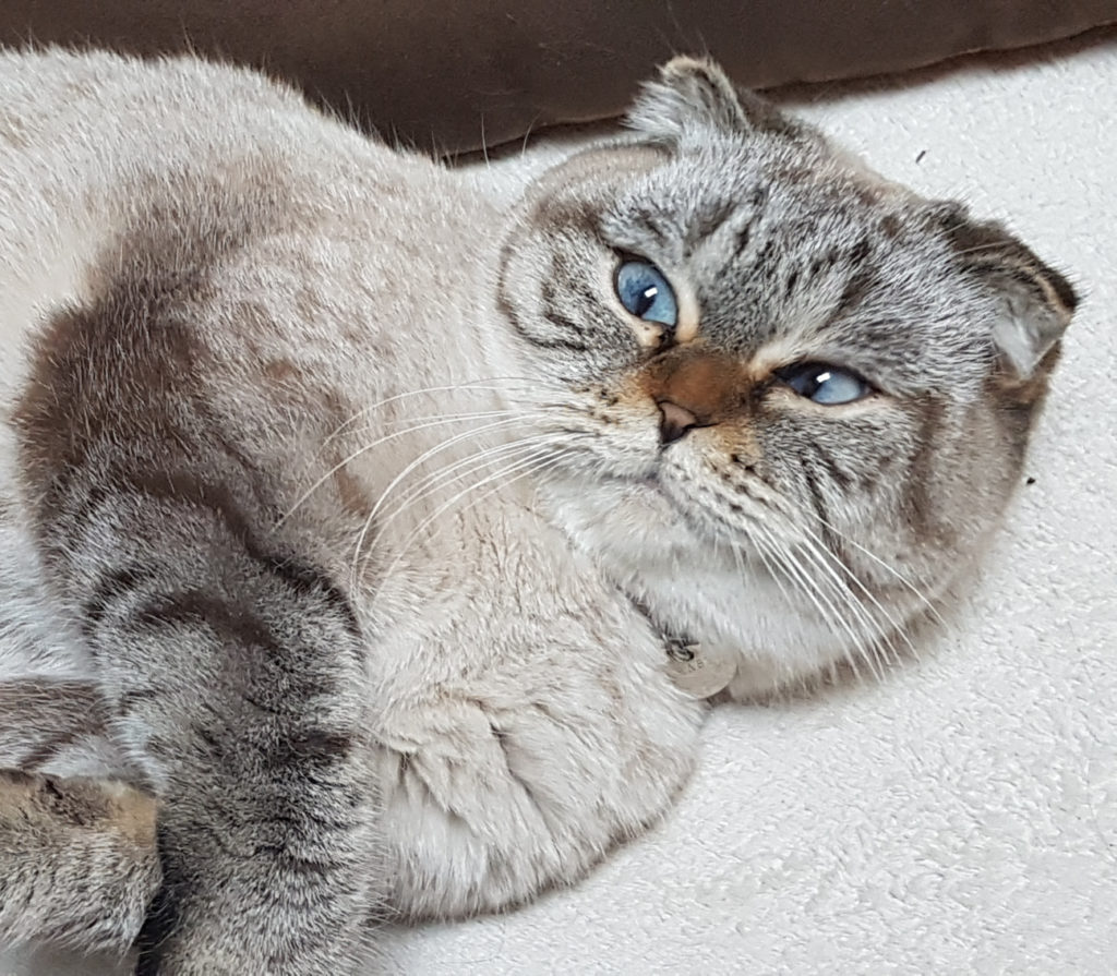 Molly cat s craddle des tresors d easy blue avec son copain le canape
